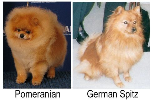 Hai chó cạnh nhau: Pomeranian màu cam đứng bên trái, German Spitz màu kem đứng bên phải để so sánh sự khác biệt