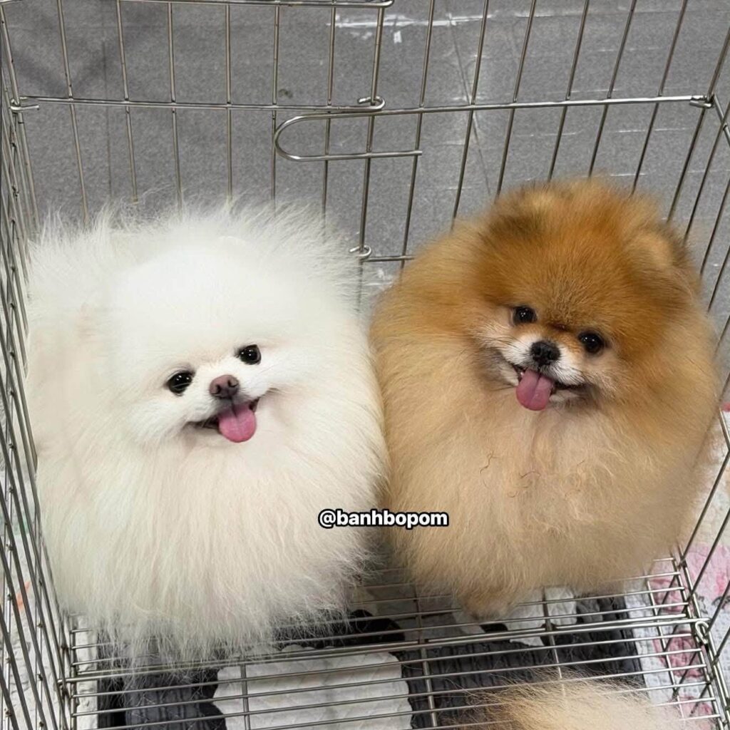 Hai bé chó phốc sóc Pomeranian màu trắng và cam trong lồng chờ tới lượt thi