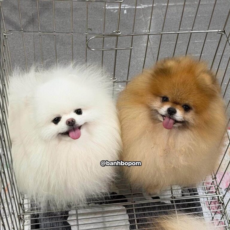 Hai bé chó phốc sóc Pomeranian màu trắng và cam trong lồng chờ tới lượt thi