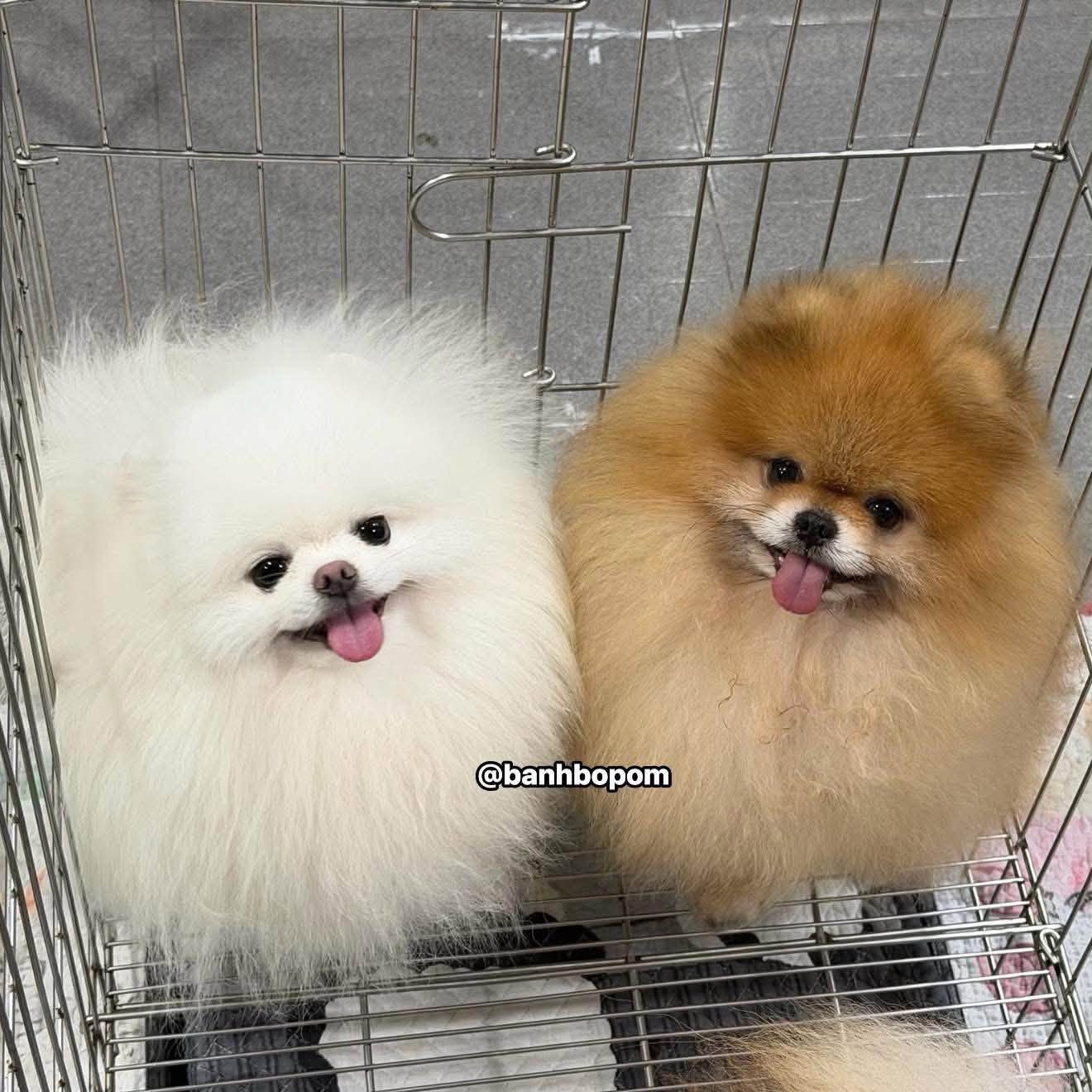Hai bé chó phốc sóc Pomeranian màu trắng và cam trong lồng chờ tới lượt thi