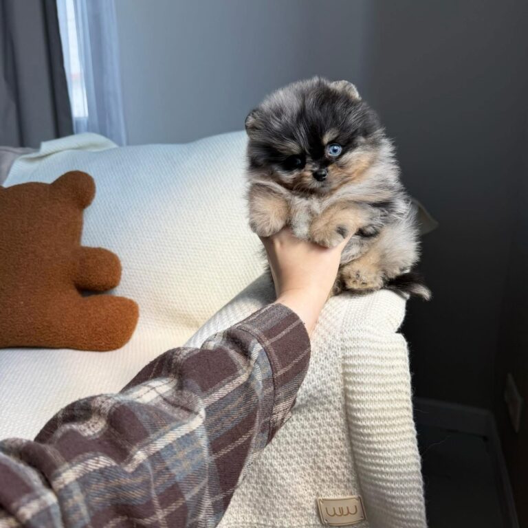Chó phốc sóc Pomeranian của trại Bánh Bò Pom
