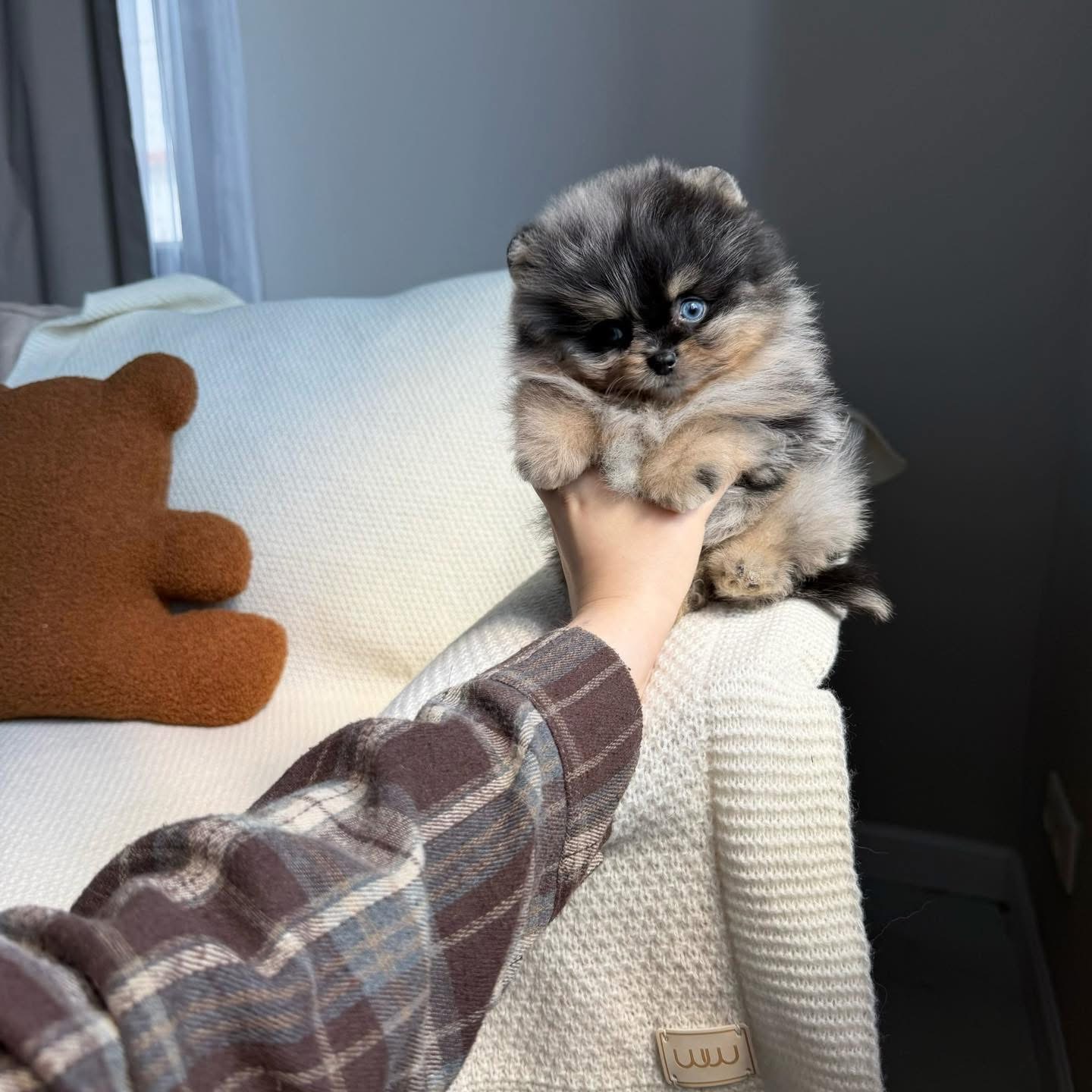 Chó phốc sóc Pomeranian của trại Bánh Bò Pom