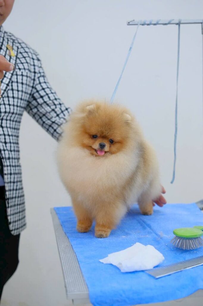 Chó Pomeranian lông vàng nhạt đứng trên bàn xanh tại sự kiện, người cầm dây dắt