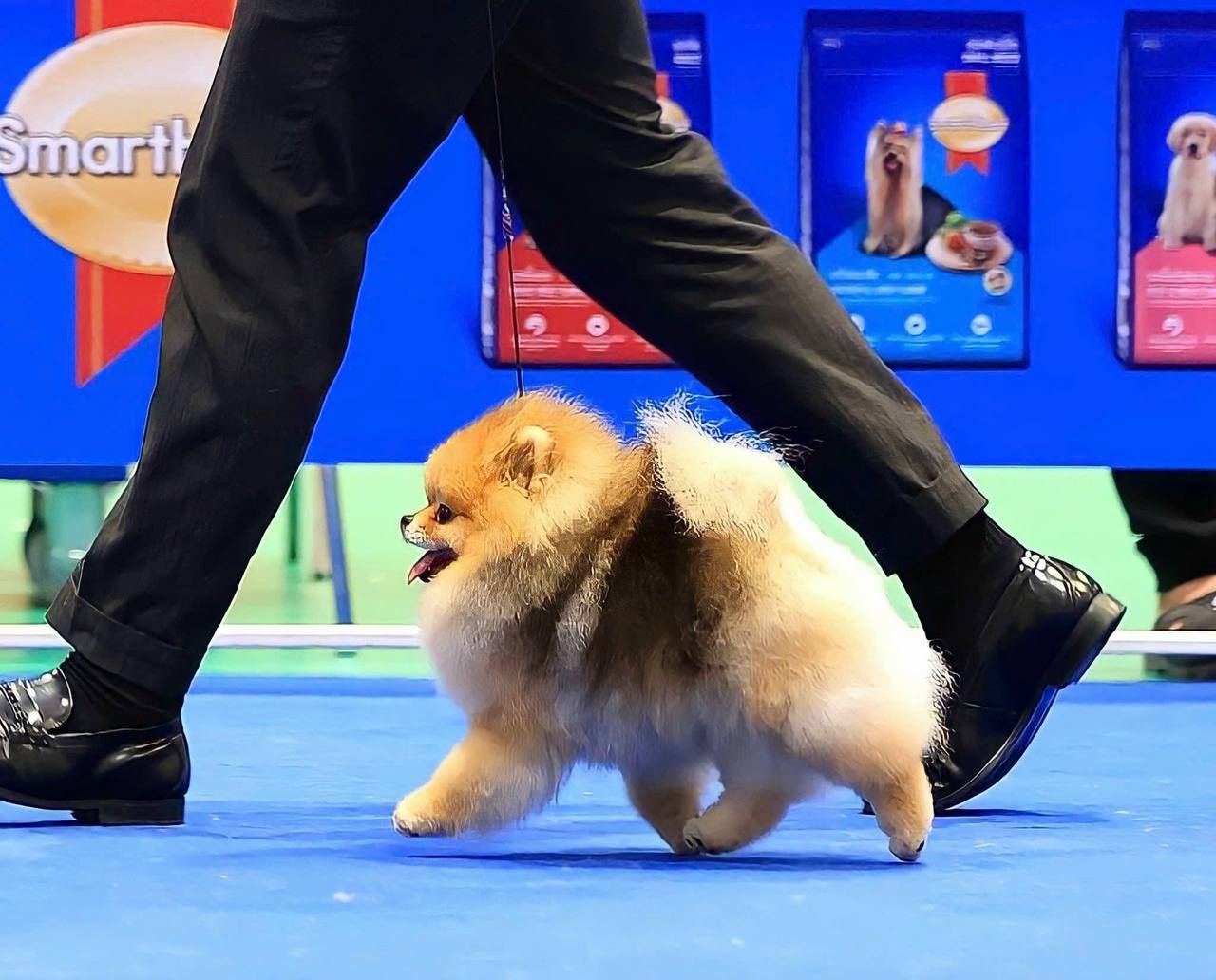 Why Deep Orange Pomeranians Usually Have the Thickest, Most Beautiful Coats