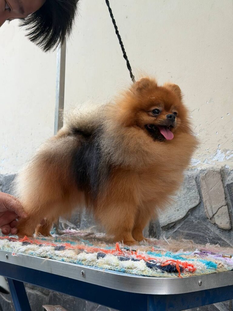 Light-colored Pomeranian showing coat texture