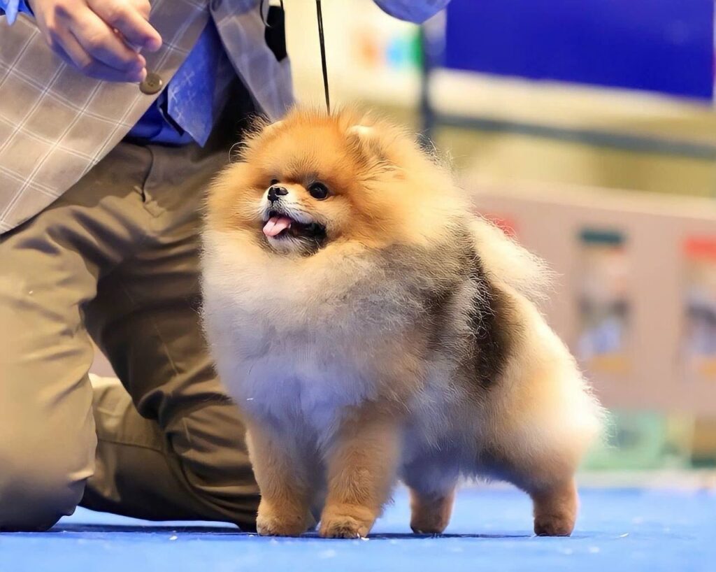 Deep orange Pomeranian with thick fluffy coat