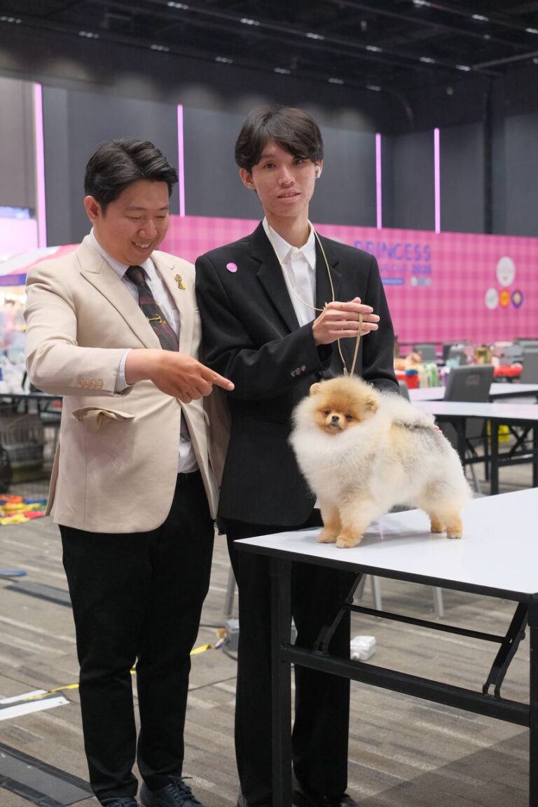 Chó Pomeranian lông trắng vàng nhỏ đứng trên bàn trưng bày tại sự kiện, hai người mặc vest đứng bên cạnh