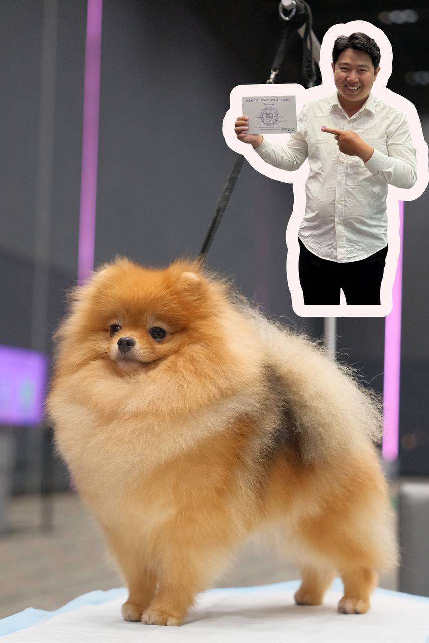 Chó Pomeranian màu vàng nhạt với bộ lông dày xoăn, đứng trên sân khấu với nền tím