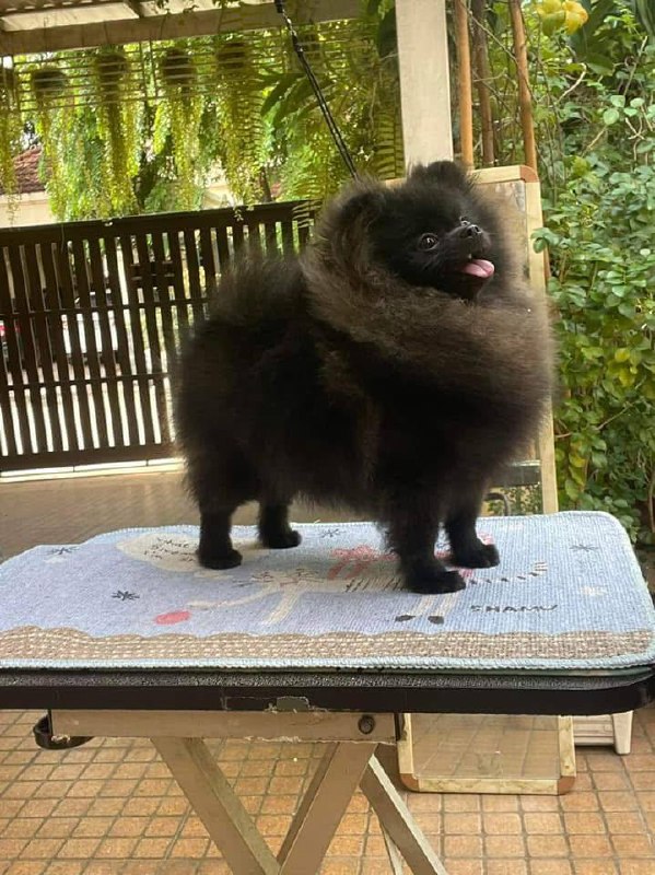 Small black Pomeranian standing on gray mat in garden with greenery