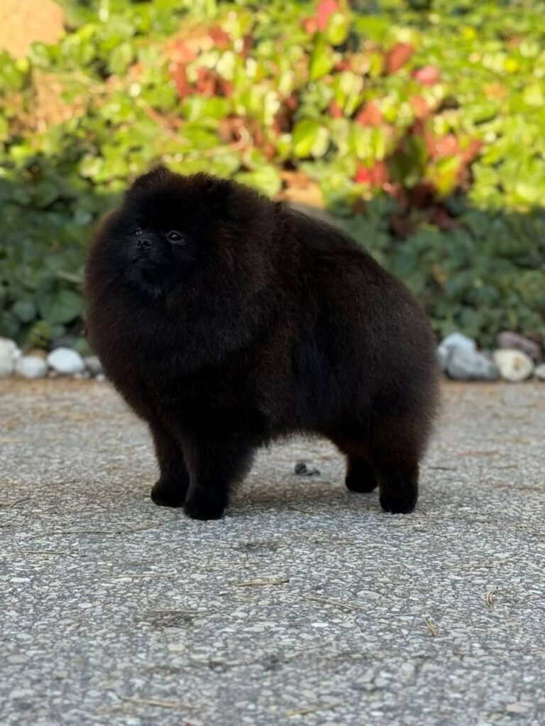Chó Pomeranian lông đen, kích thước nhỏ, đứng trên đường với cây cảnh phía sau