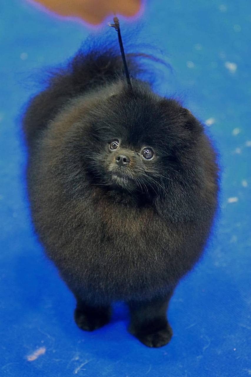 Small black Pomeranian with thick coat standing on blue background, looking directly at camera