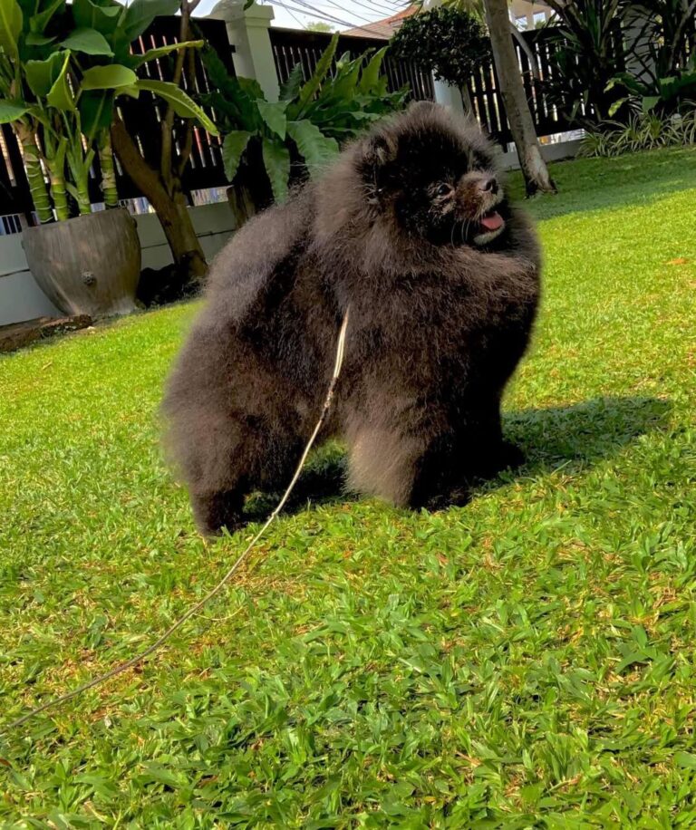 Chó Pomeranian lông đen dày, kích thước nhỏ, đứng trên bãi cỏ xanh, buộc dây xích
