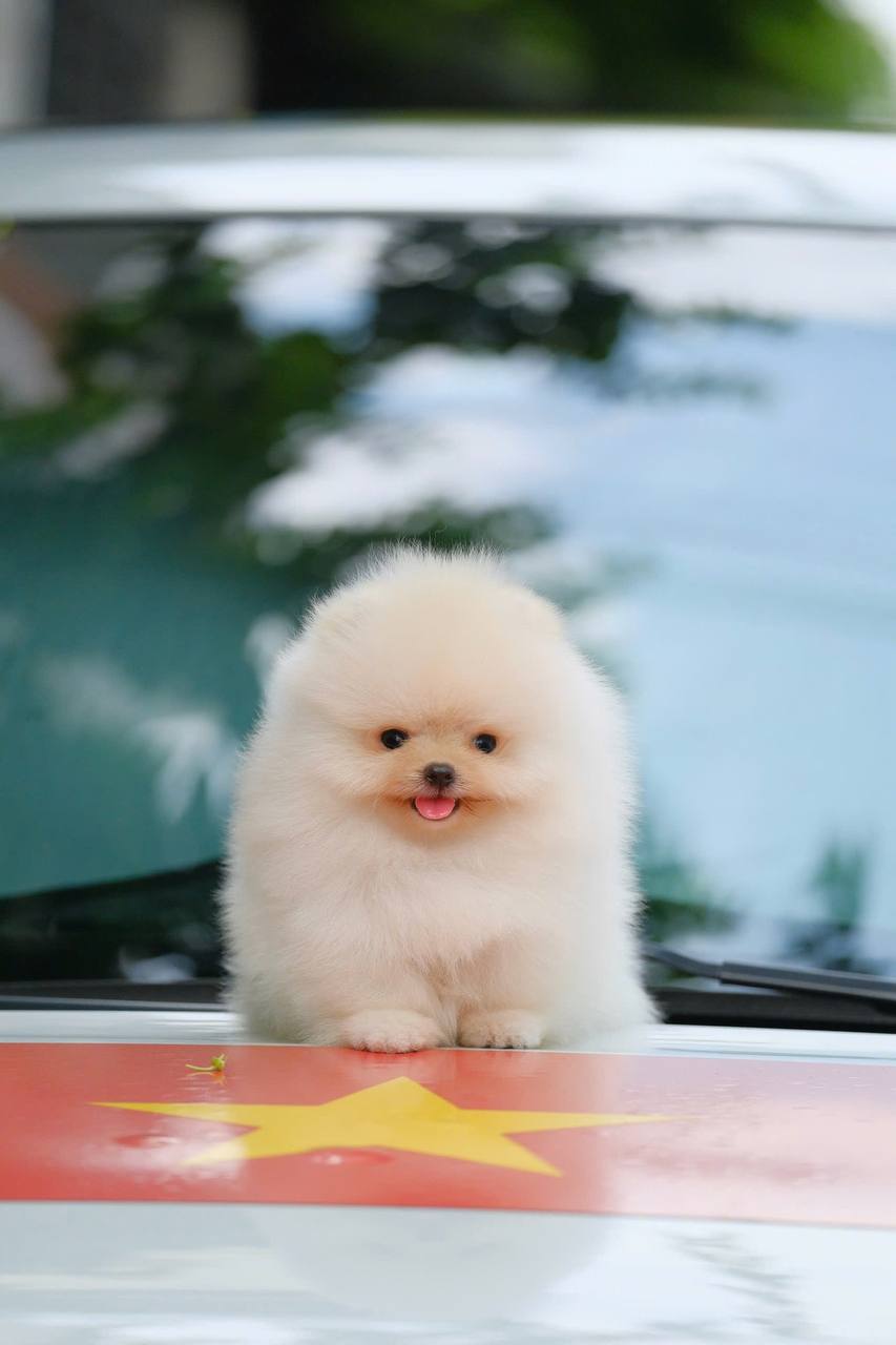Chó Pomeranian lông trắng mịn, khuôn mặt tròn đáng yêu, lưỡi hơi thò ra, ngồi trên xe hơi.