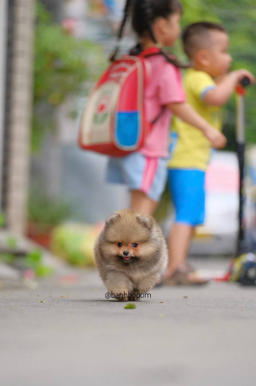 Chó Pomeranian lông xám nhạt đang đi trên đường phố, có trẻ em mặc áo màu sắc đứng ở phía sau.