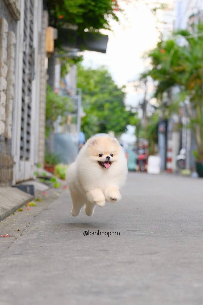 Chó Pomeranian lông trắng dài chạy trên đường phố, miệng mở vui vẻ