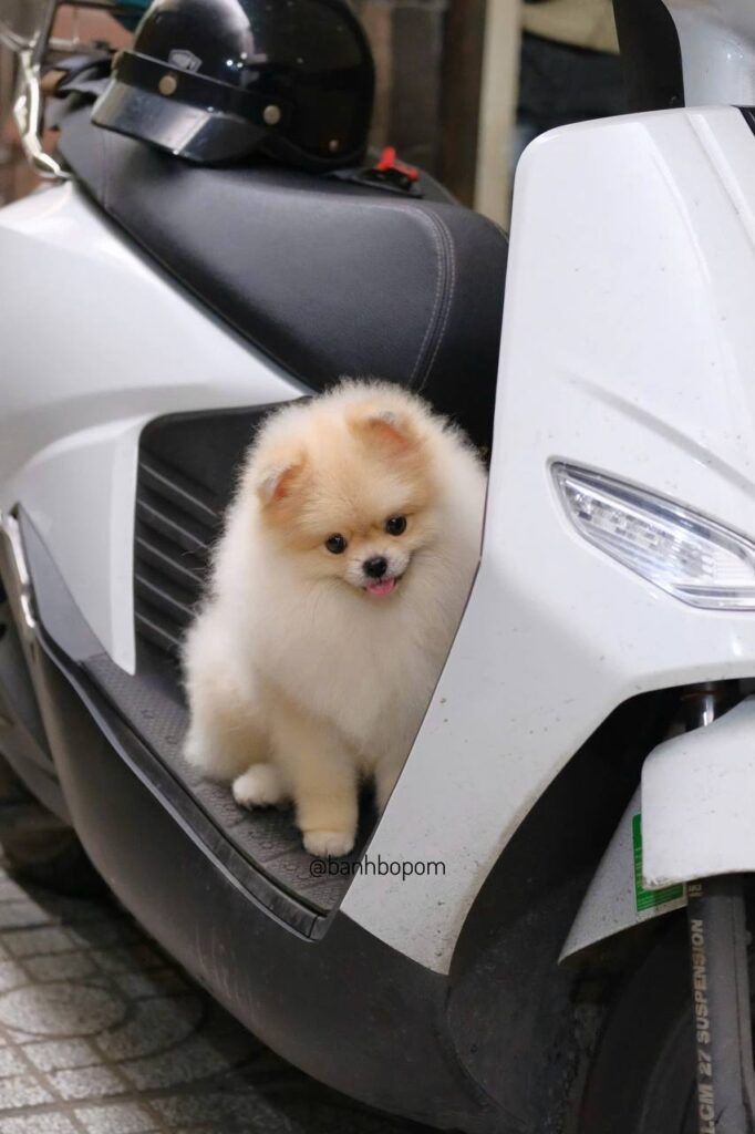 Chó Pomeranian lông trắng ngồi trên xe máy, nền trời xám