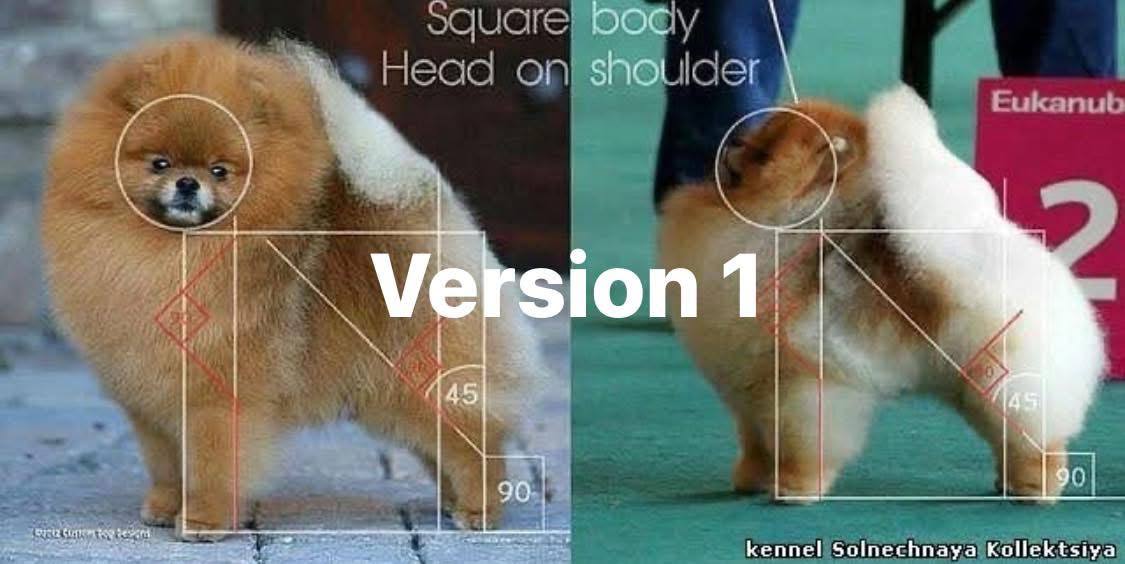 Hai chú chó Pomeranian màu nâu vàng với các đường đo chuẩn giống chó được hiển thị trên ảnh