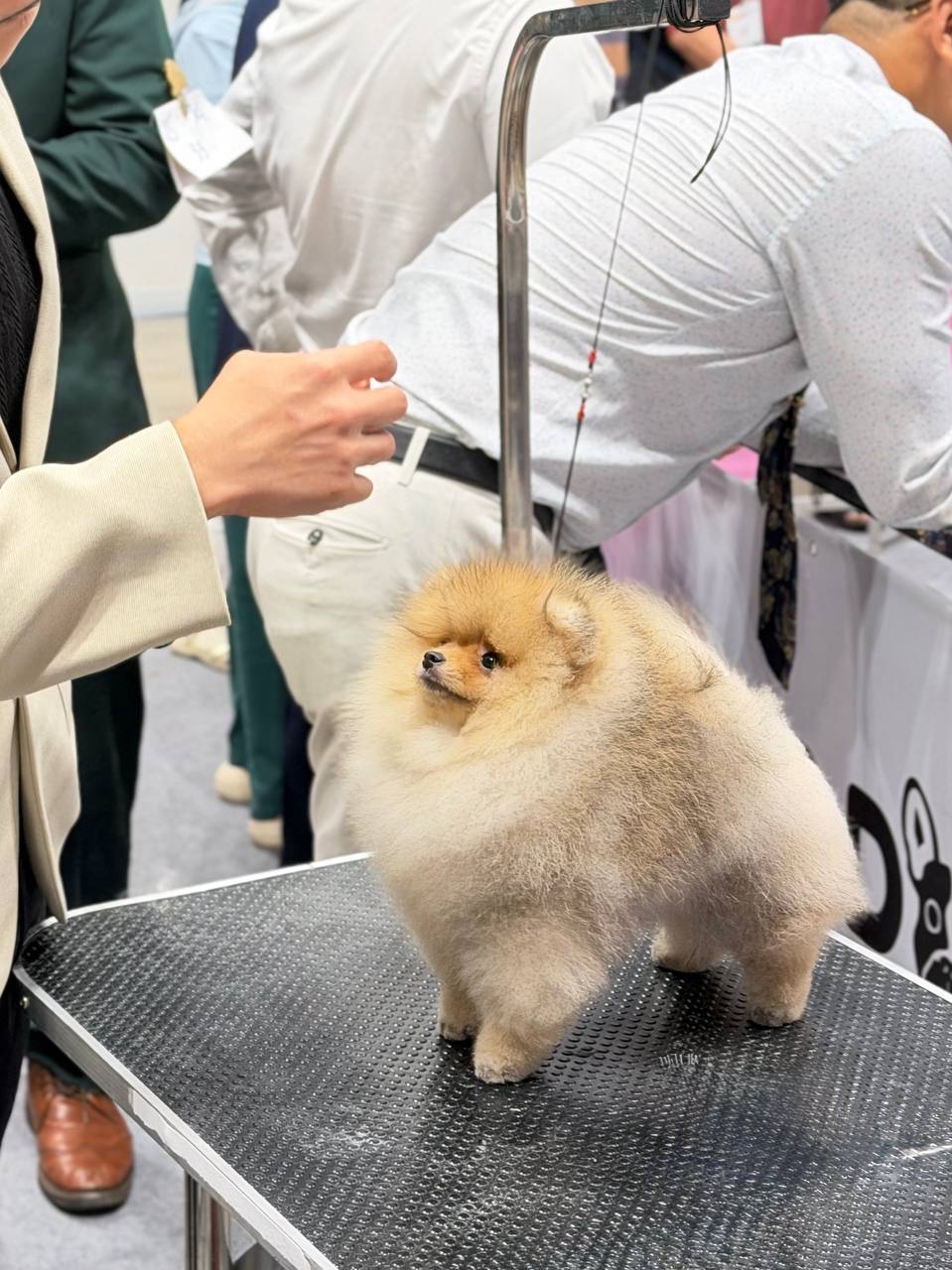 Chó Pomeranian lông vàng nhạt đứng trên sân khấu trưng bày tại một sự kiện, xung quanh có nhiều người quan sát