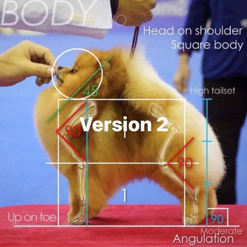 Chó Pomeranian màu vàng đứng tư thế trưng bày tại cuộc thi, người kiểm tra cơ thể trên sân khấu.