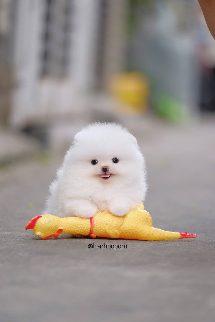 White Pomeranian with soft fluffy coat, small size, sitting on the ground with a yellow chicken toy