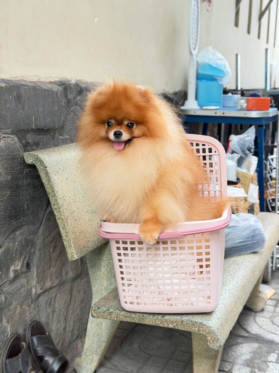 Orange and white Pomeranian sitting in a pink plastic carrier at a veterinary clinic