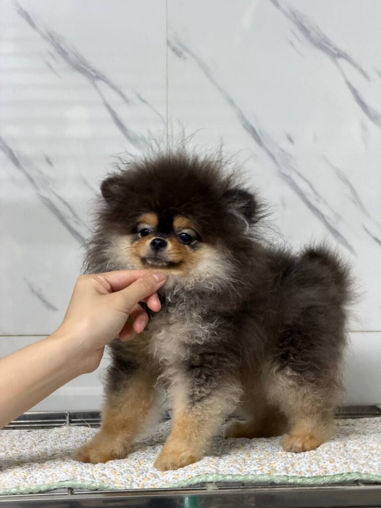 Chó Pomeranian con nhỏ lông đen nâu được vuốt ve trên nền gạch sáng