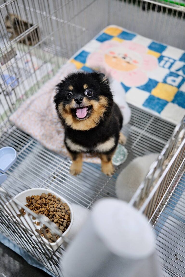 Chó Pomeranian màu đen vàng, khoảng 2-3 tháng tuổi, đang ngồi vui vẻ trong chuồng với đồ chơi và thức ăn