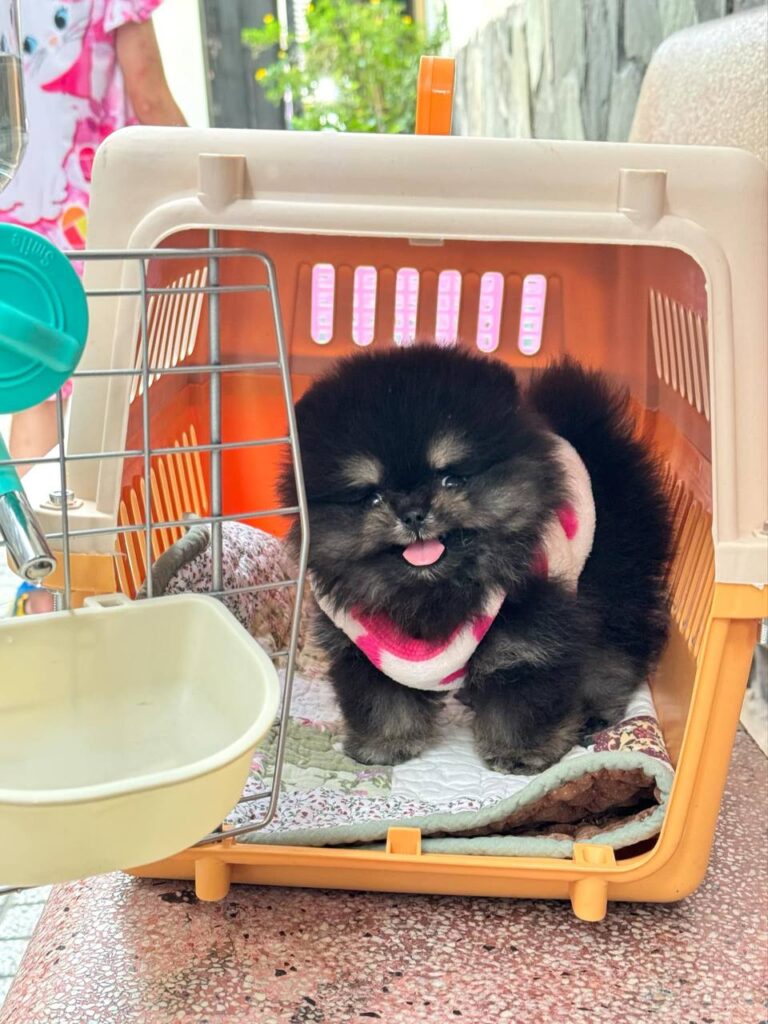 Chó Pomeranian màu đen trắng con nhỏ nằm trong lồng vận chuyển màu cam, nền sân nhà