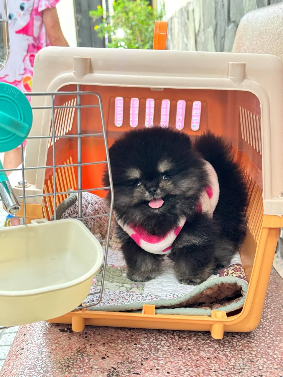 Chó Pomeranian màu đen trắng con nhỏ nằm trong lồng vận chuyển màu cam, nền sân nhà