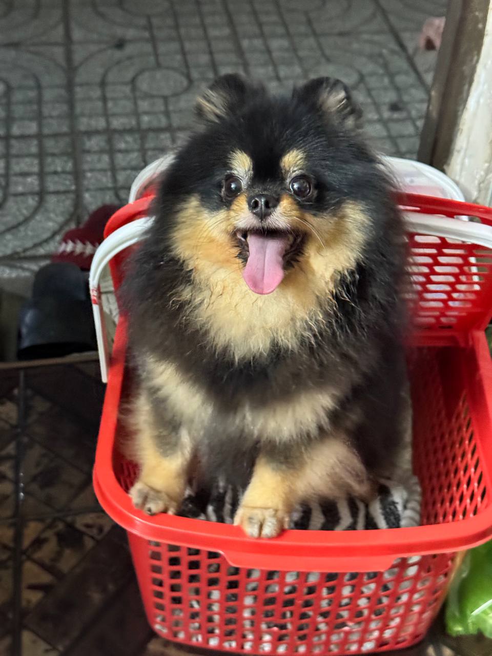Chó Pomeranian lông dài màu đen vàng, ngồi trong giỏ nhựa đỏ, miệng há cười vui vẻ