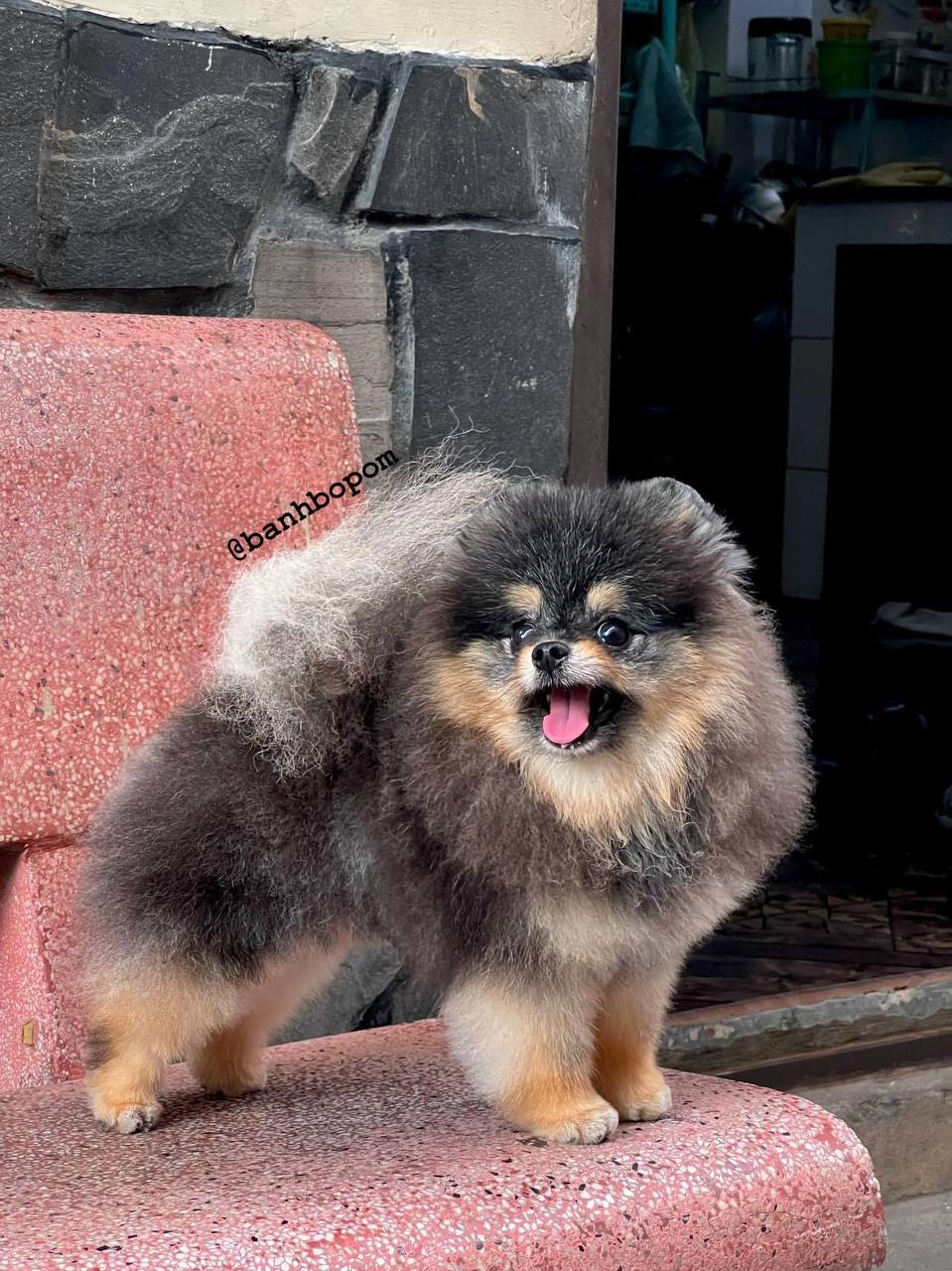 Chó Pomeranian lông xám đen vàng, còn nhỏ, đang cười, ngồi trên nền gạch đỏ bên tường gạch