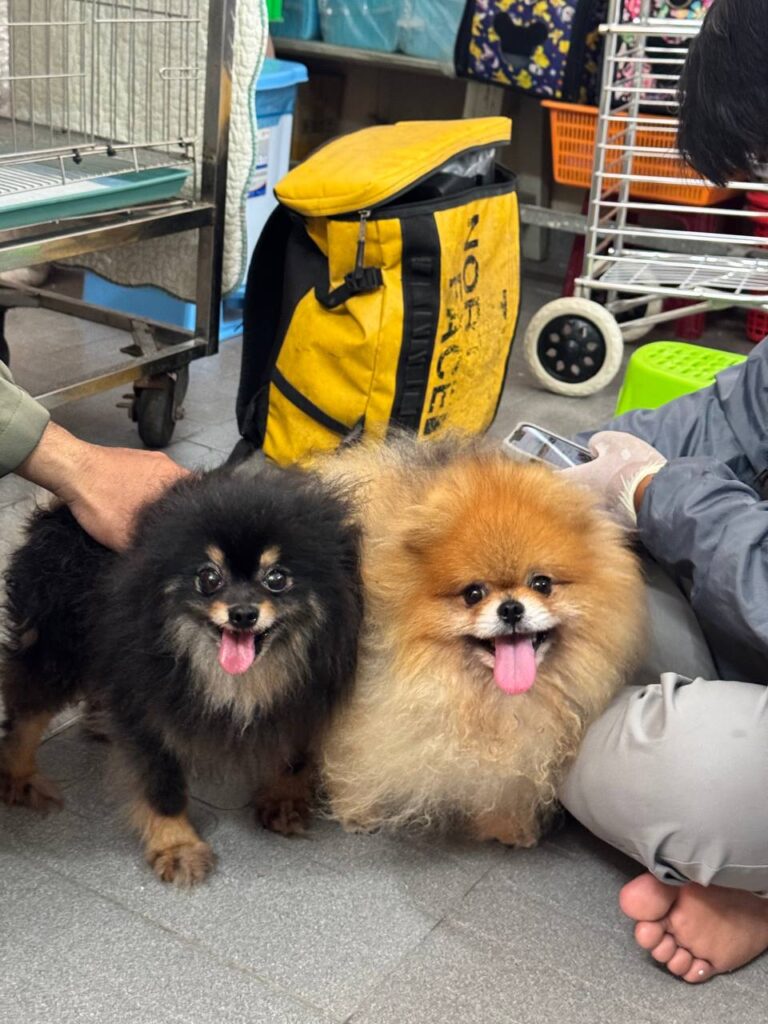 Hai chú chó Pomeranian, một chú lông đen và một chú lông vàng nâu, ngồi cùng nhau tại một địa điểm trong nhà
