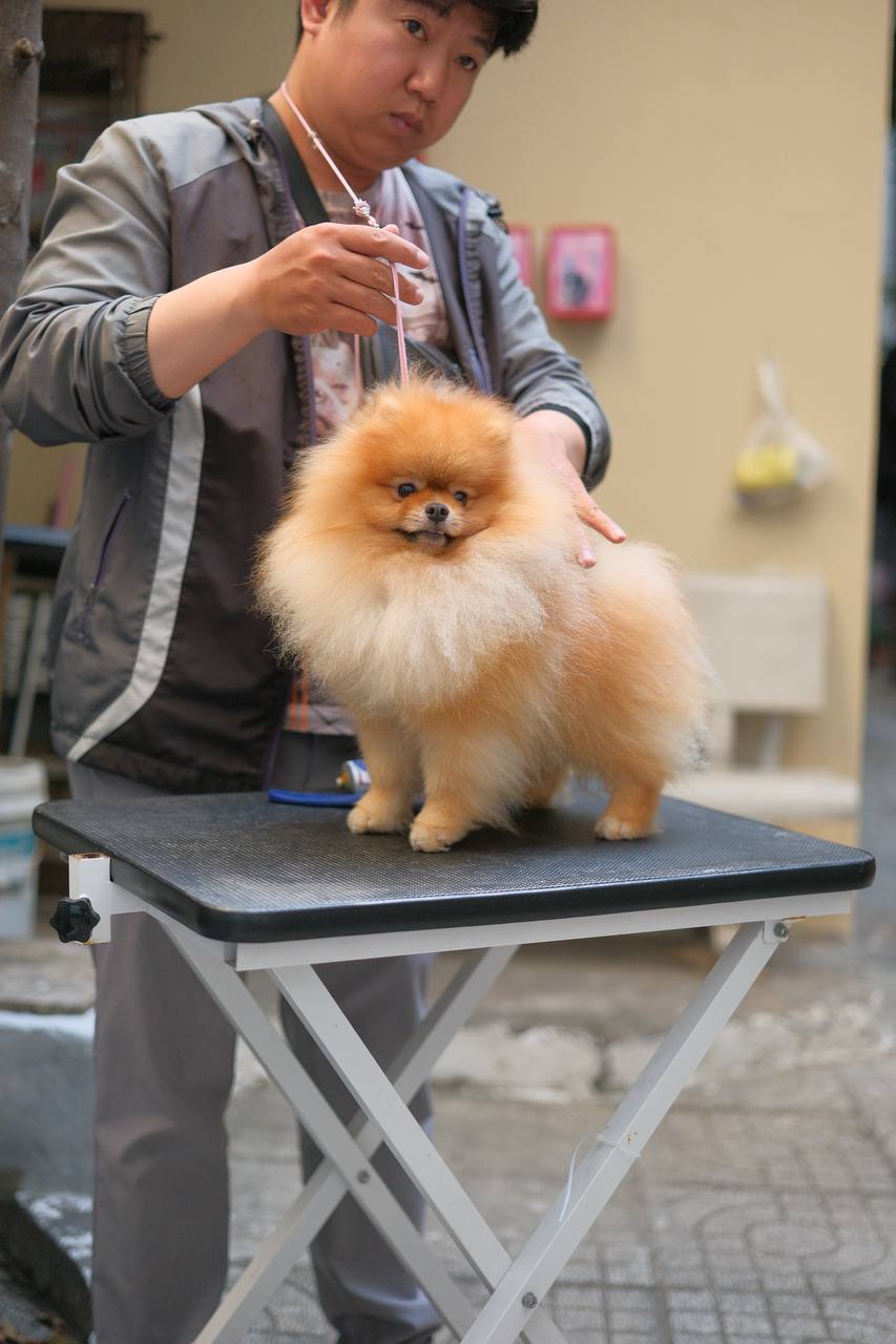 How Much Do Pomeranians Shed? Understanding the Pom Shedding Cycle