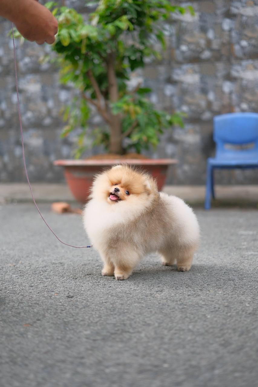 Cream white Pomeranian puppy with thick soft coat standing on a street, held on a leash
