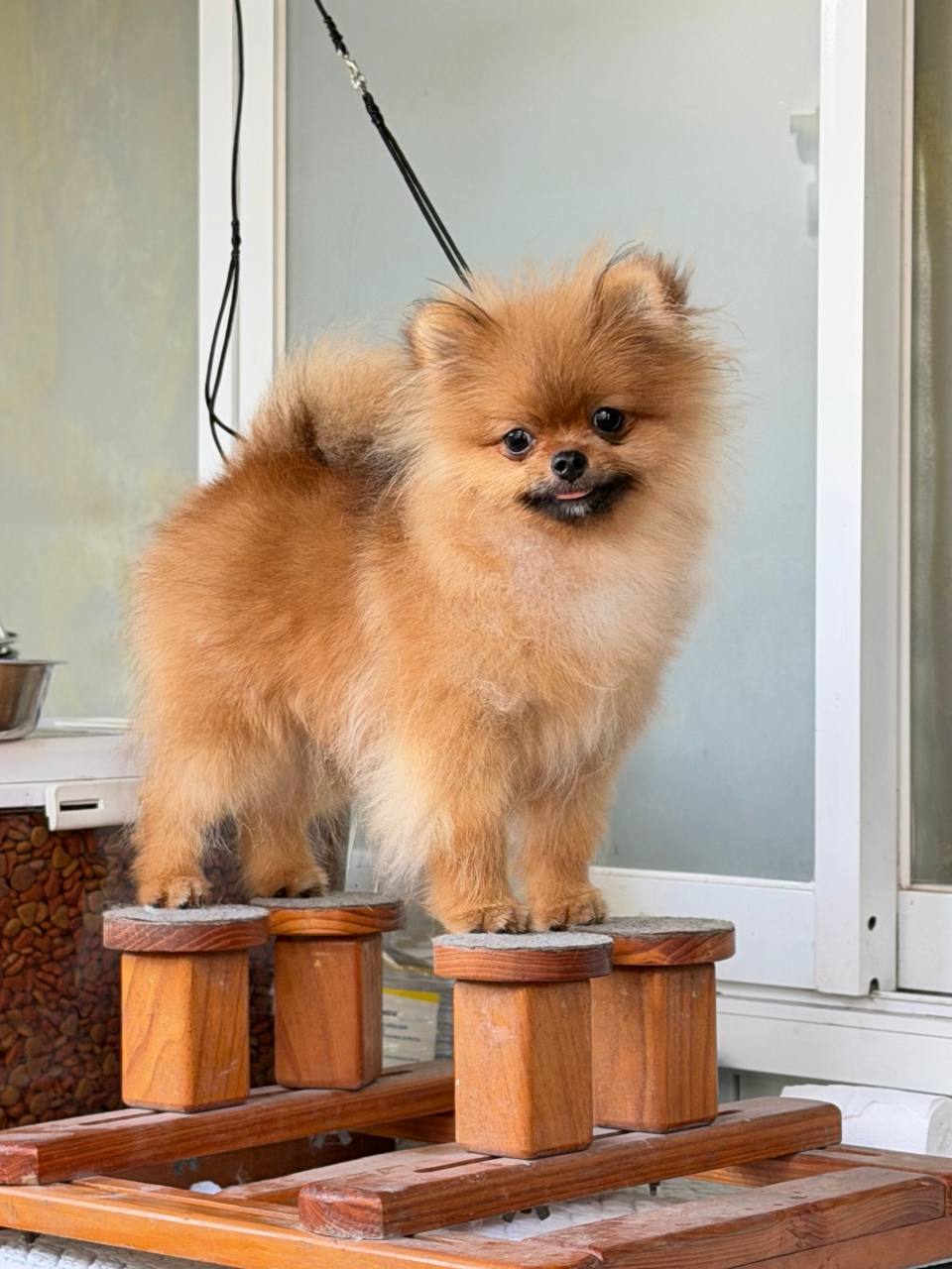 Long-haired brown and tan Pomeranian standing on wooden platform, wearing black leash, living room background