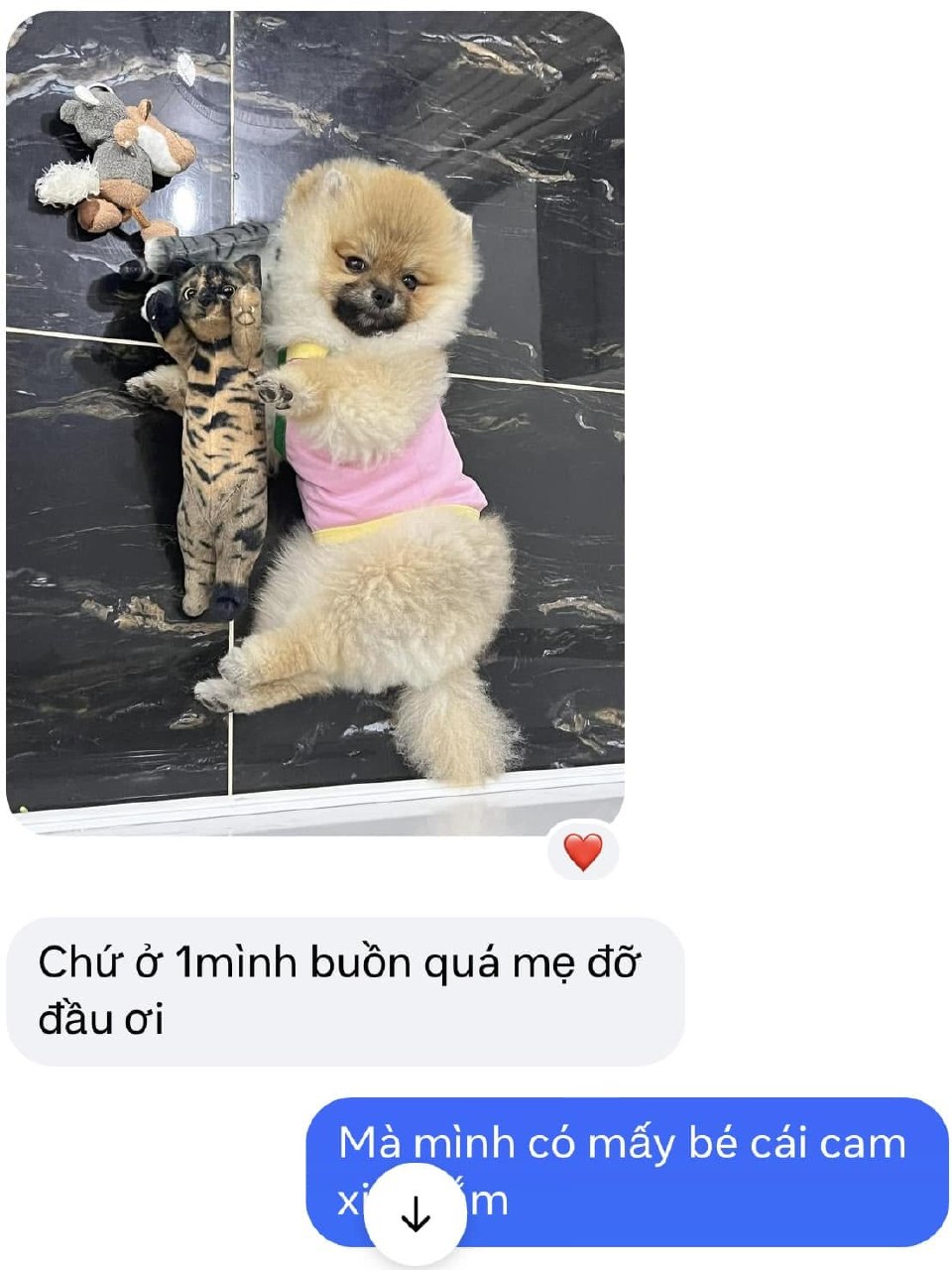 Chó Pomeranian con màu kem mặc áo hồng, ngồi trên nền đen, cạnh đồ chơi