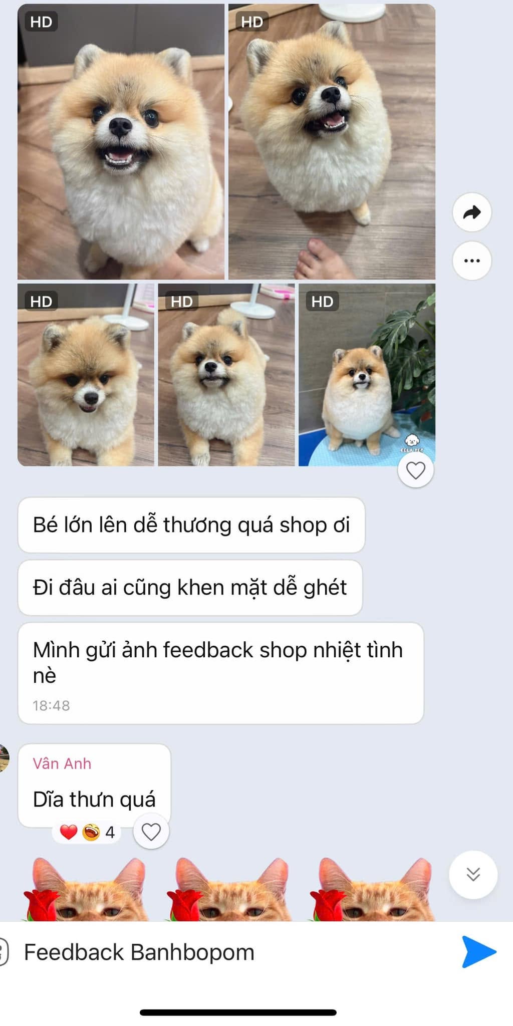 Nhiều ảnh chó Pomeranian lông vàng kem, khuôn mặt tròn với biểu cảm vui vẻ, chụp trong nhà