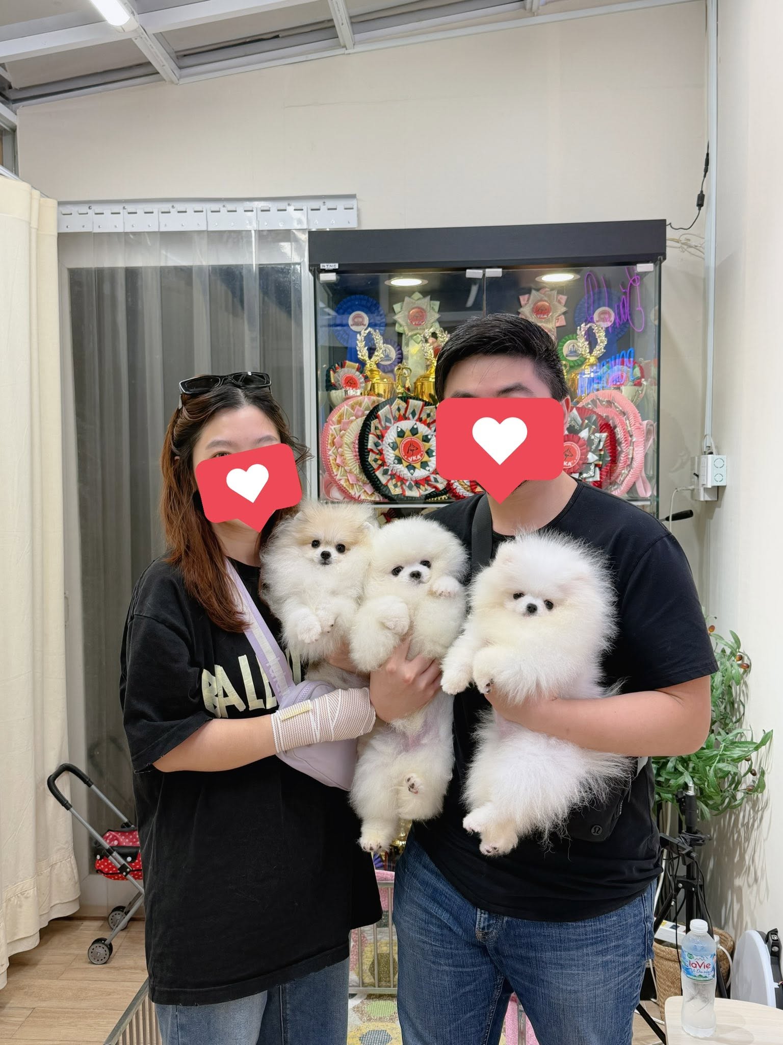 Ba chú chó Pomeranian lông trắng được cầm nâng niu trong một không gian trong nhà