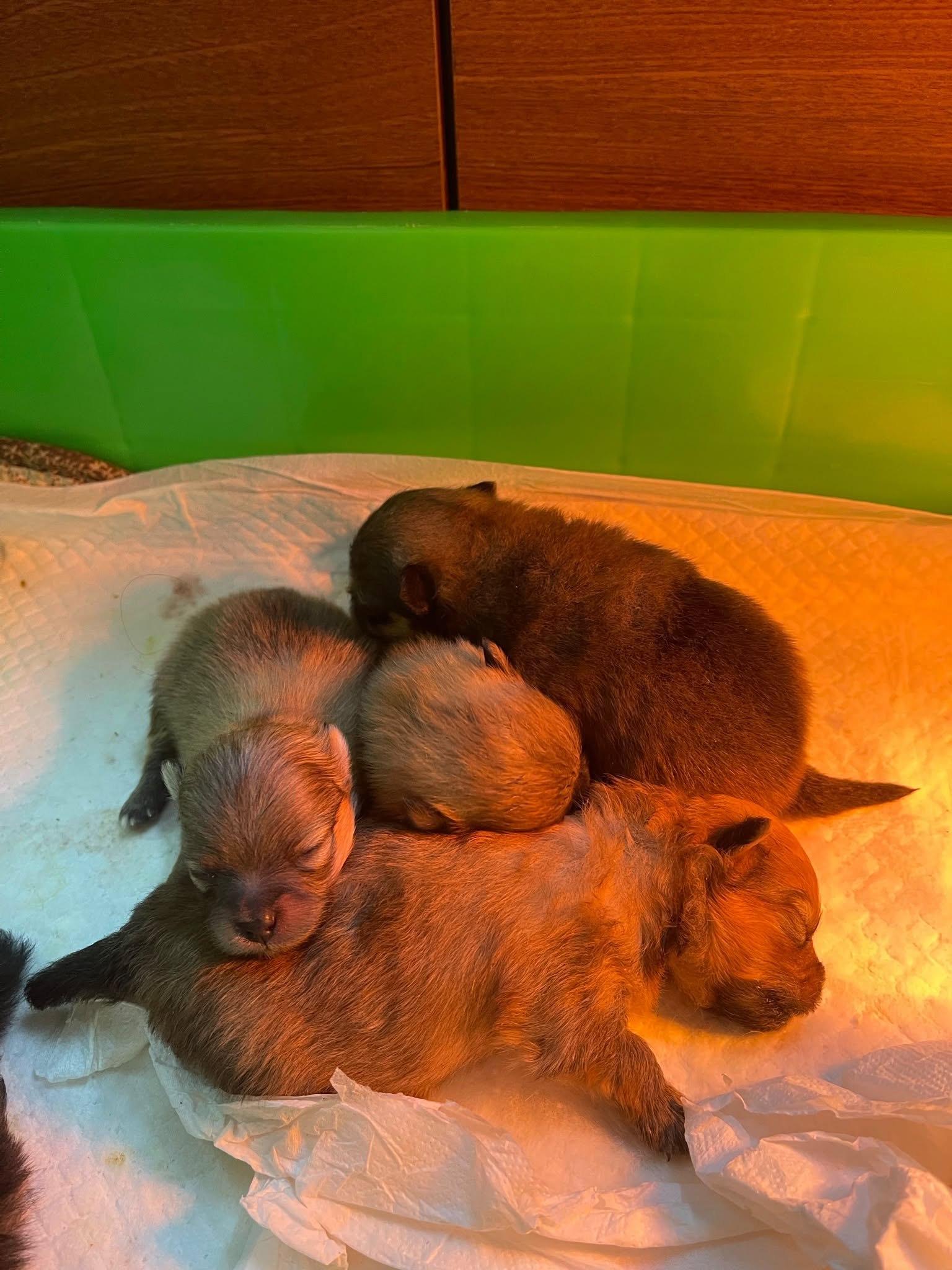 Bốn chú chó Pomeranian lông nâu đỏ nhỏ tuổi nằm trên nền trắng trong khay xanh lá