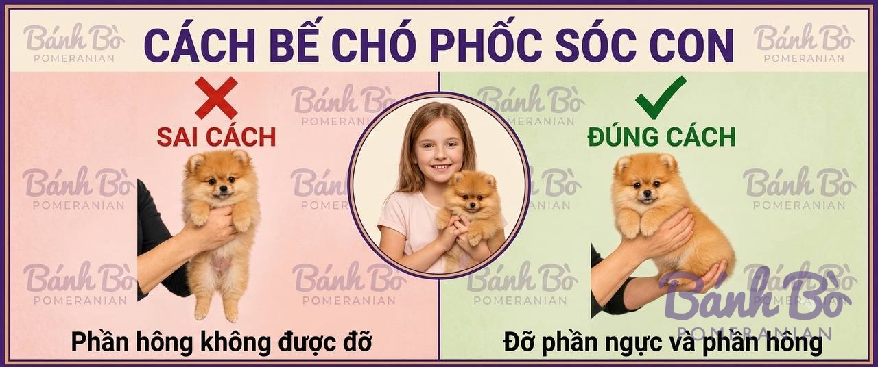 So sánh cách bế chó Pomeranian: cách sai với phần hông không được đỡ, cách đúng với đỡ phần ngực và phần hông