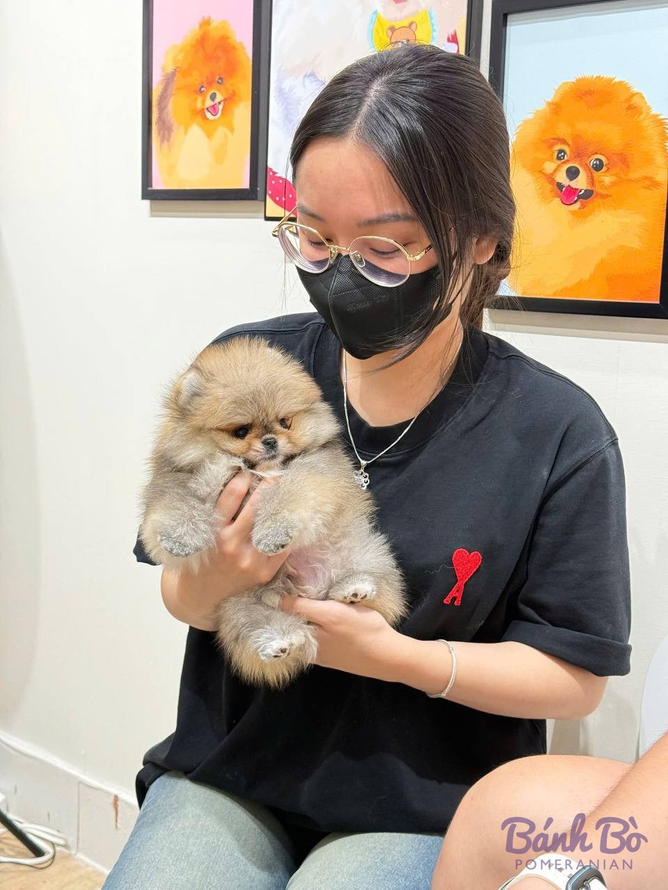 Chó Pomeranian màu kem nhỏ tuổi được cầm trong tay tại phòng khám thú y