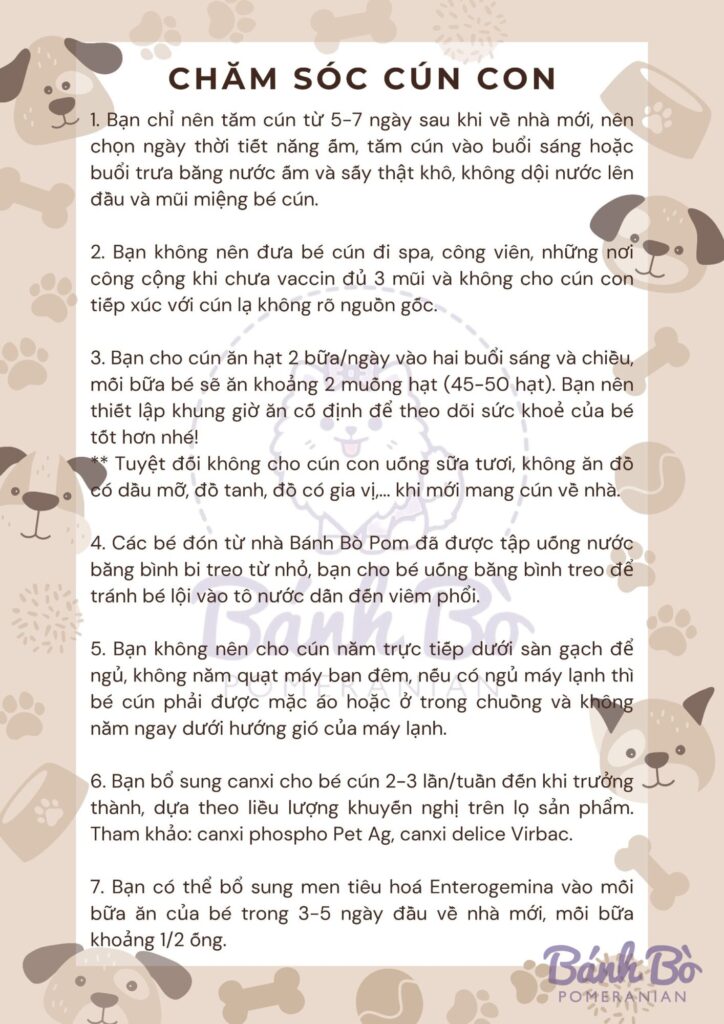 Infographic with puppy care instructions, decorated with illustrations of light brown Pomeranian dogs around the text