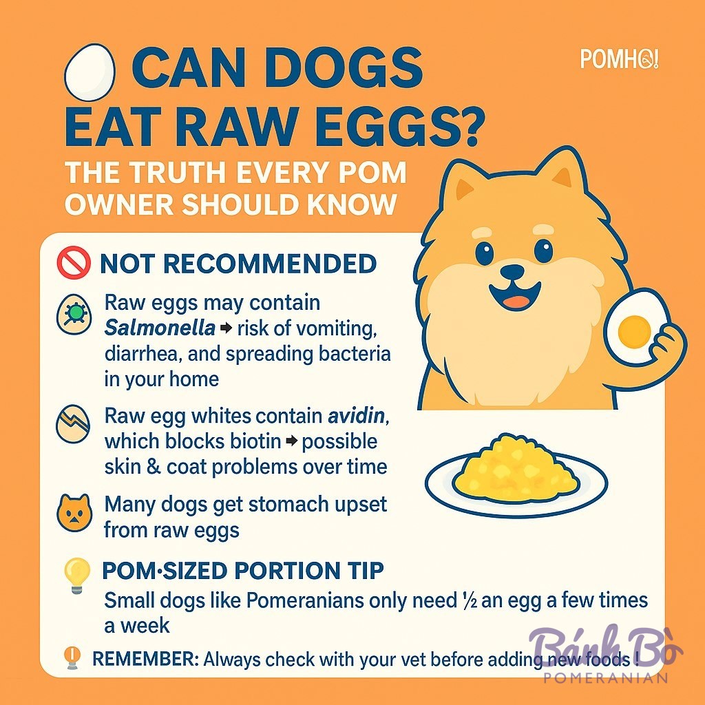 Infographic với chó Pomeranian màu vàng nắp và trứng, nền cam