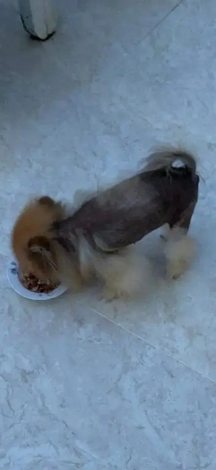 Chó Pomeranian nhỏ màu nâu đen đang ăn từ bát trắng trên nền sàn xi măng