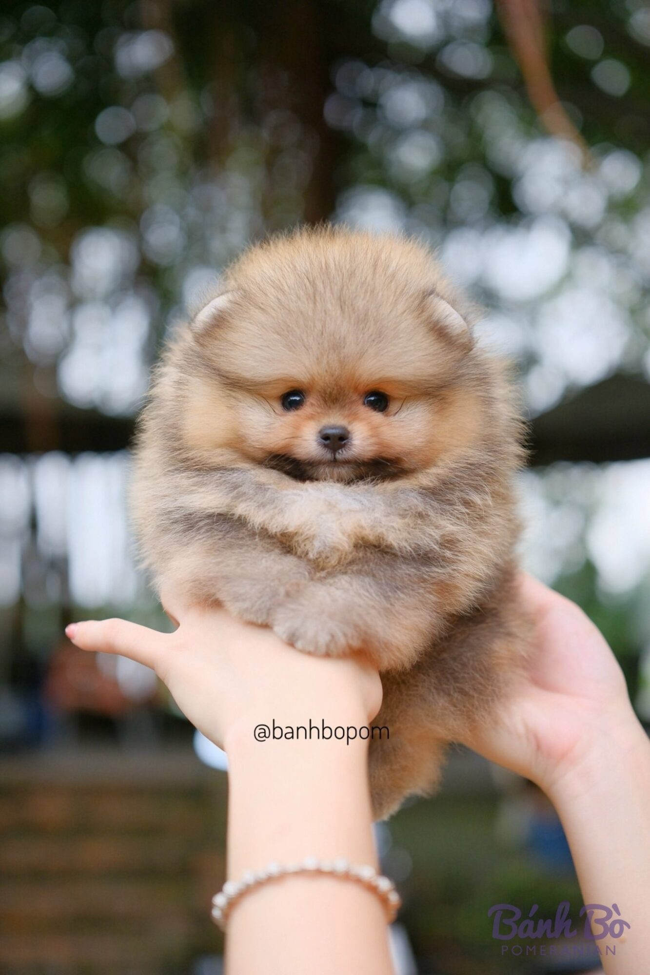 CAN CHU TRAI DUYET. Chó Pomeranian con nhỏ lông vàng nhạt được cầm trên tay, bối cảnh hoa trắng mờ