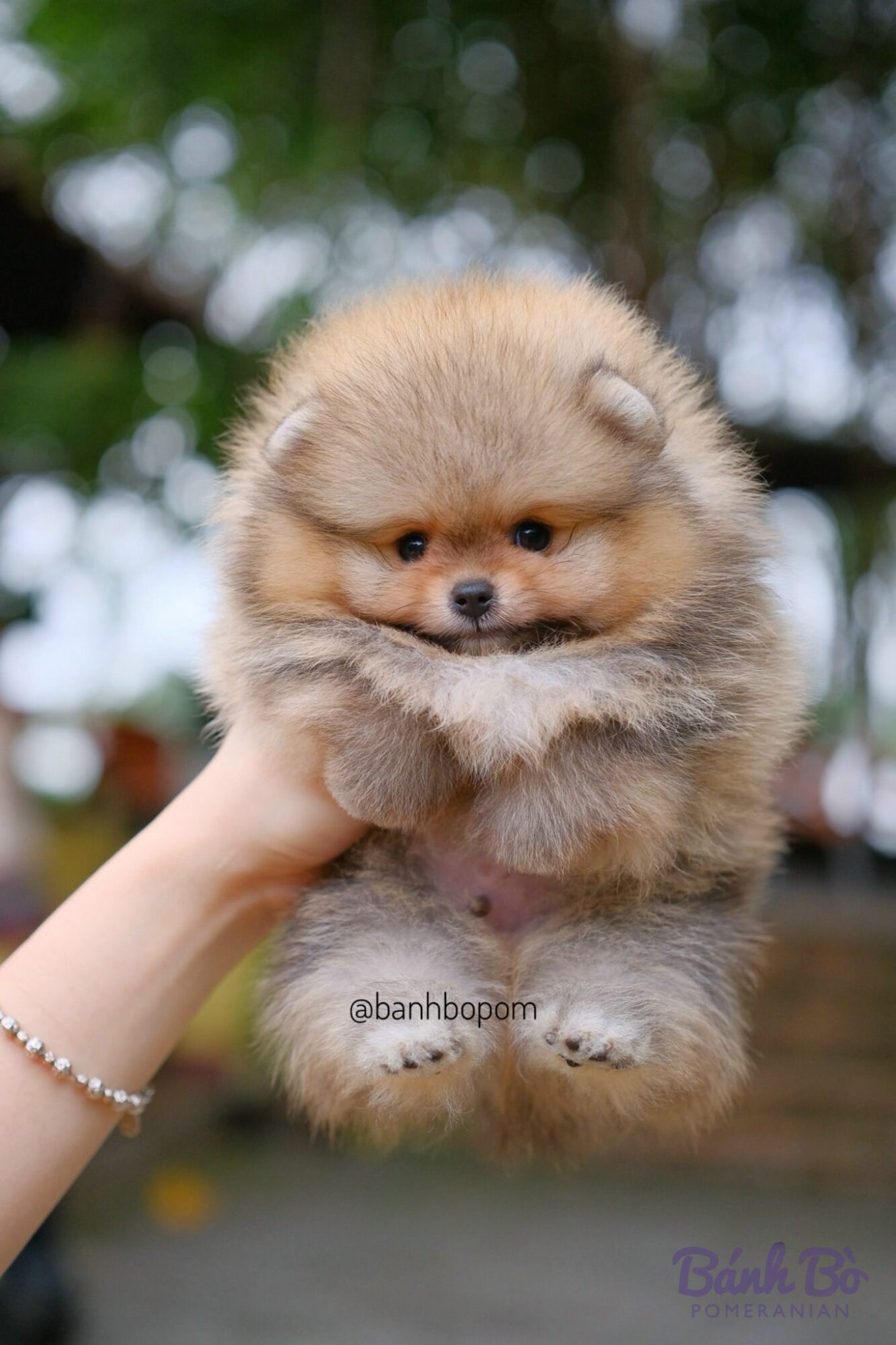 CAN CHU TRAI DUYET. Một chú chó Pomeranian con được cầm trên tay, với bối cảnh hoa trắng mờ phía sau.