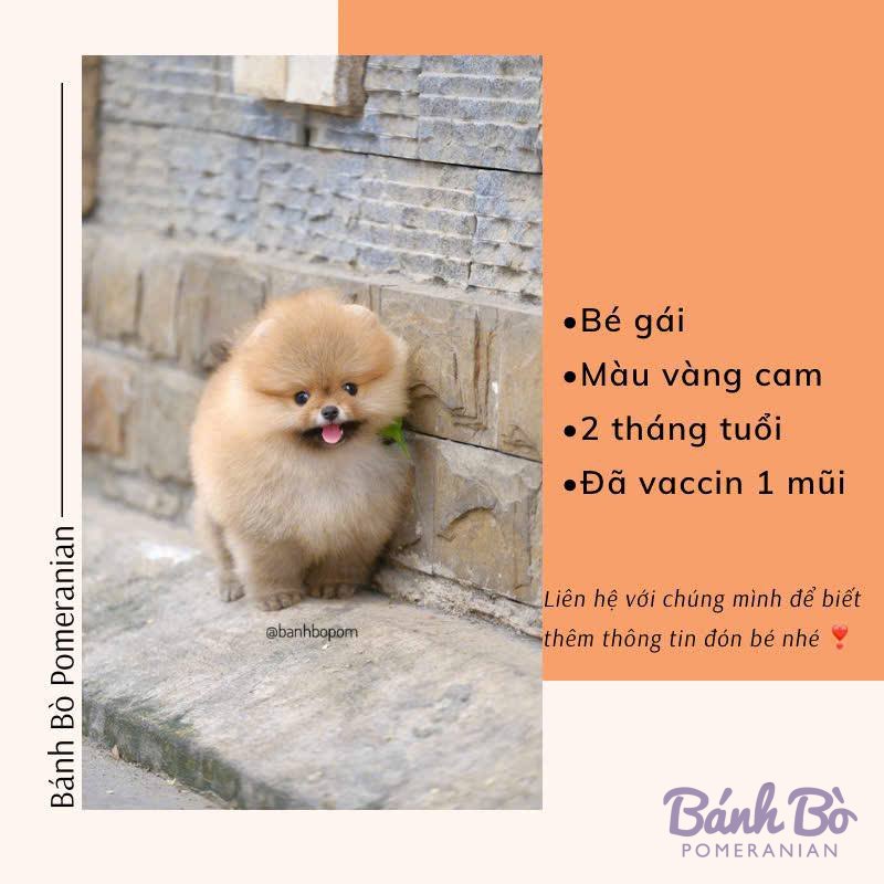 Chó Pomeranian cái, lông vàng cam, mặt gấu, ngồi trên nền gạch đá cũ, lư舌mỏ hiện ra tươi cười