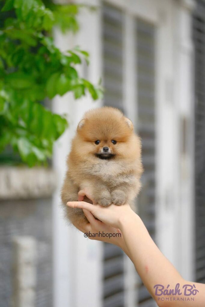 Chú Phốc sóc vàng cam lông dày mặt gấu đáng yêu đang ngồi trên tay, bối cảnh là ngôi nhà với tường trắng và cây xanh phía sau