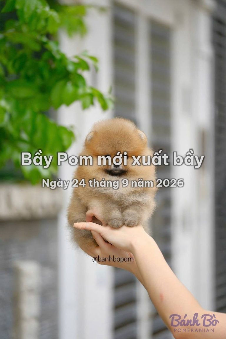 Bầy Pom mới xuất bầy ngày 24 tháng 9 năm 2026 tại Bánh Bò Pomeranian