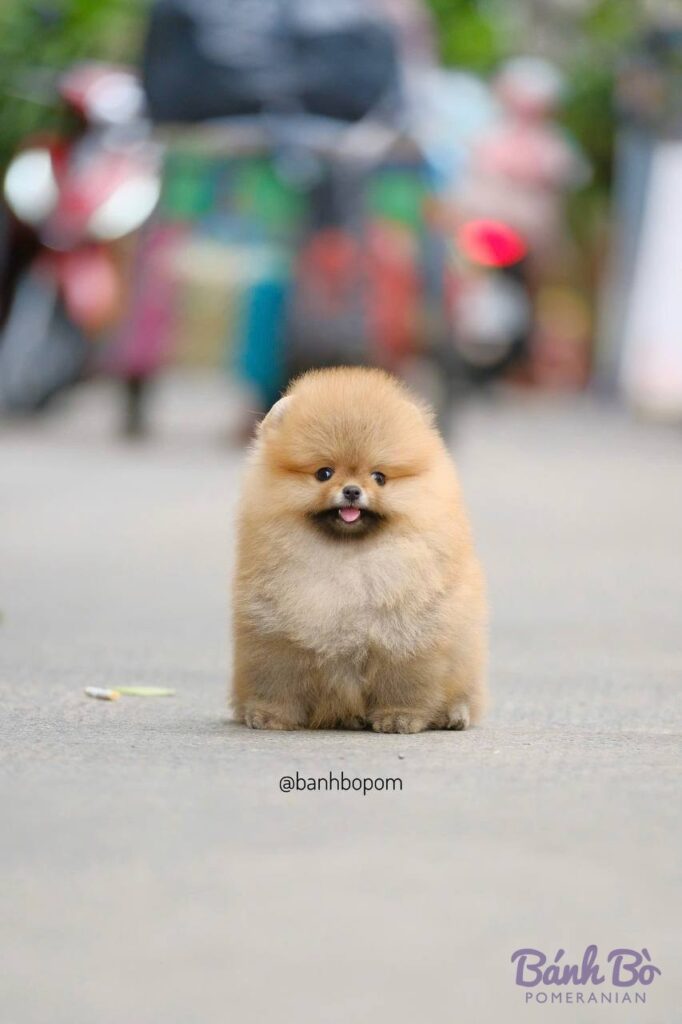 Chú Pomeranian lông vàng cam, mặt gấu đáng yêu, ngồi trên đường phố, nền mờ với người và xe cộ